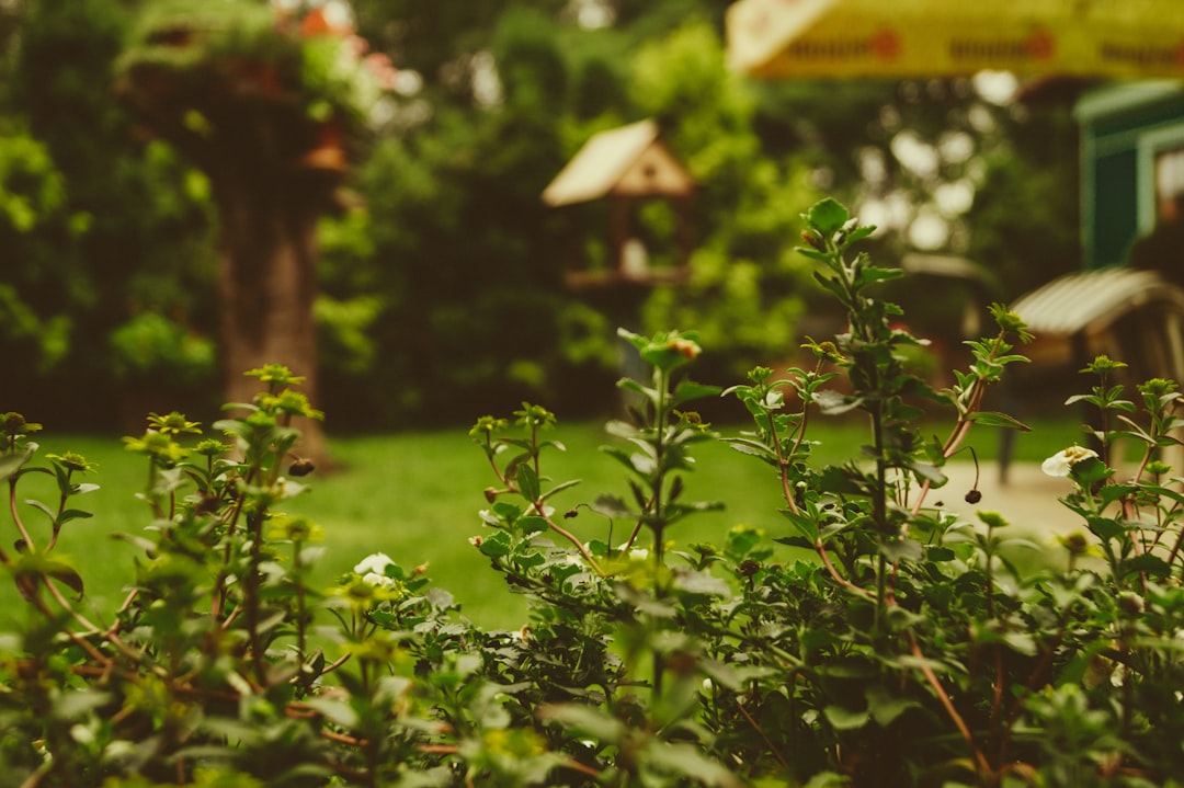 Buyers inspecting an overgrown garden and rear of a house for hidden problems