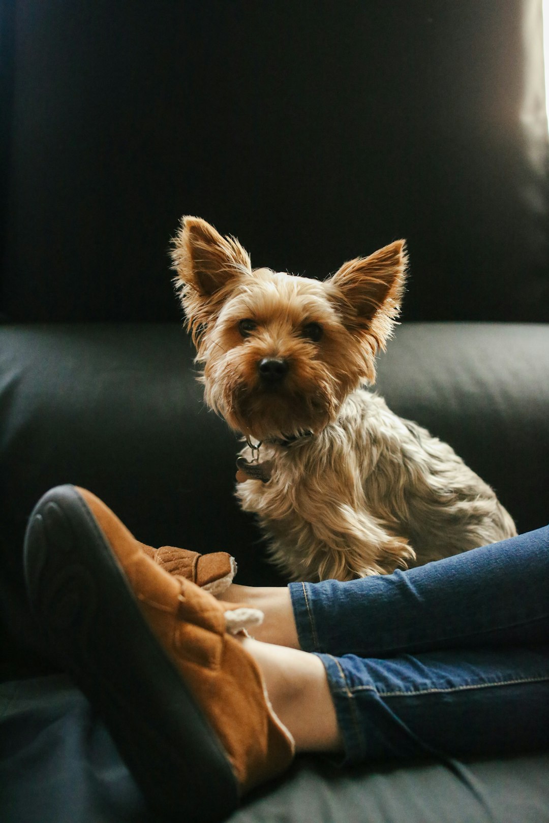 A flat owner relaxing at home with a dog, permitted by the lease